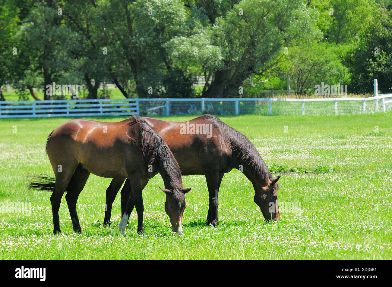 Brood mares grazing in summer pasture. Stock Photo