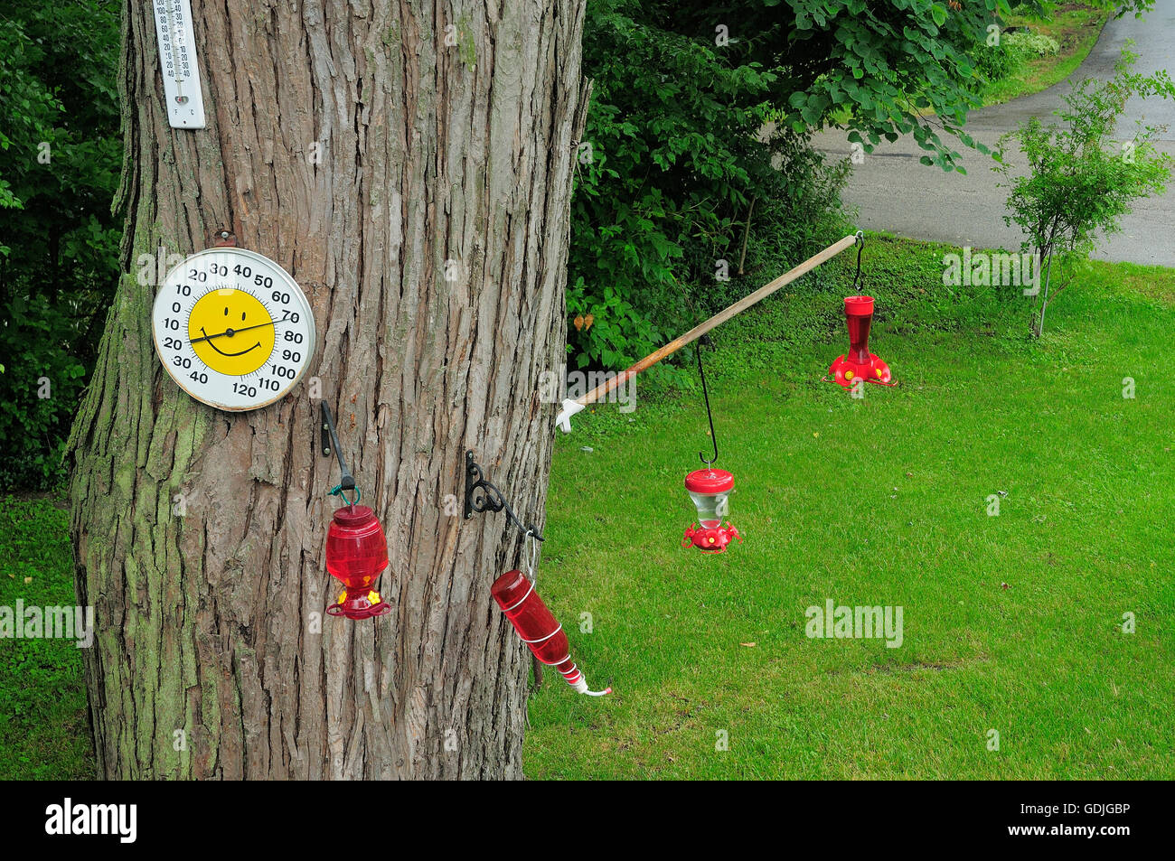 Bird Feeders Tree High Resolution Stock Photography and Images - Alamy