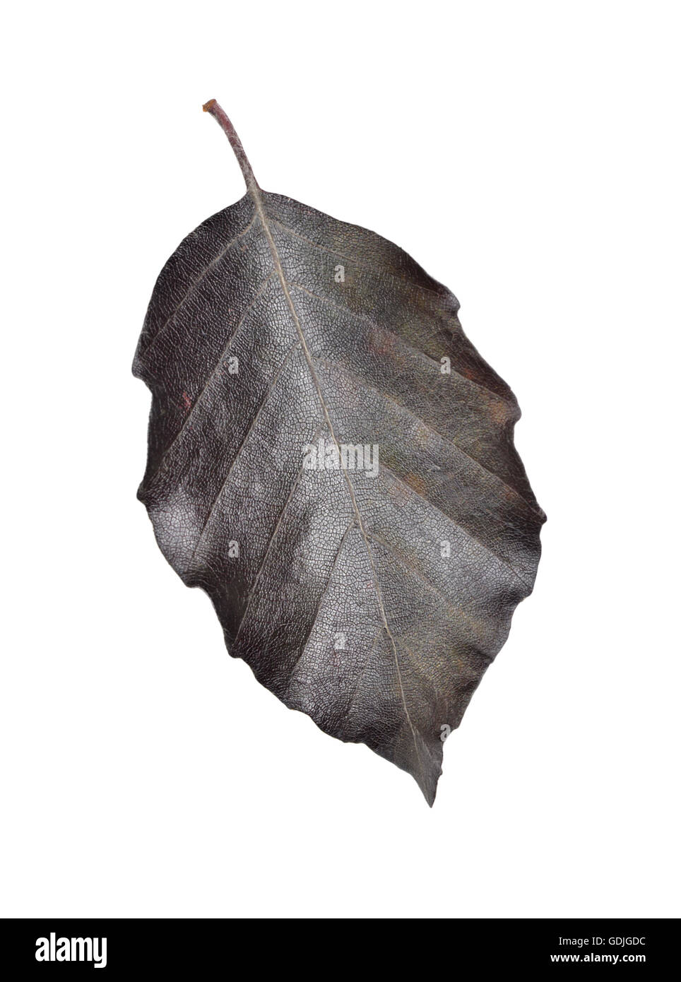 Copper Beech - Fagus sylvatica'Atropunicea' (Purpurea) Stock Photo