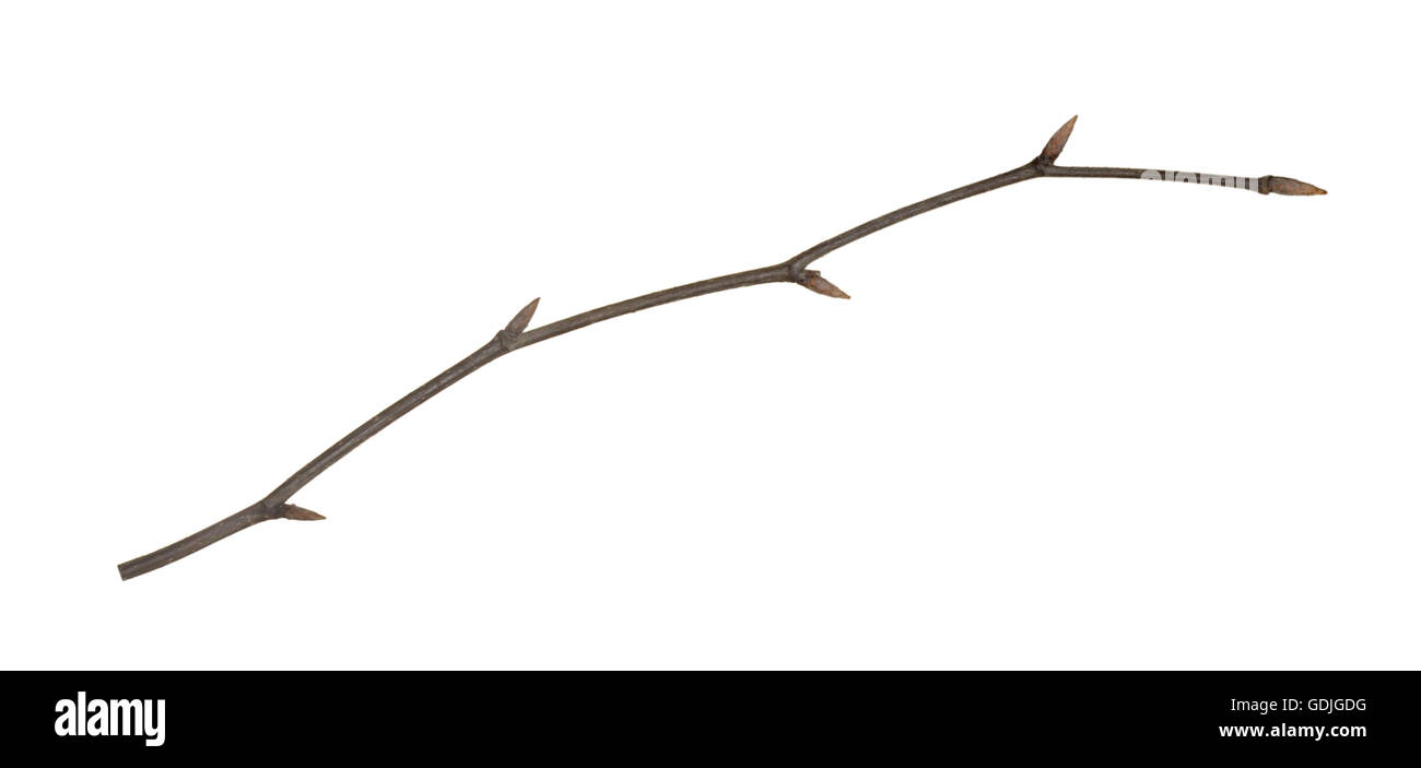 Copper Beech twig - Fagus sylvatica'Atropunicea' (Purpurea) Stock Photo