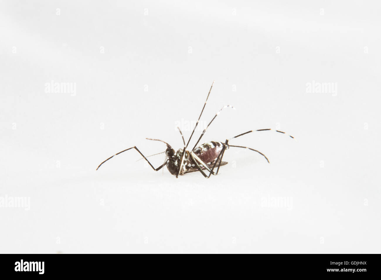 Dead Mosquito DEN vetor, the Aedes Aegypti Stock Photo