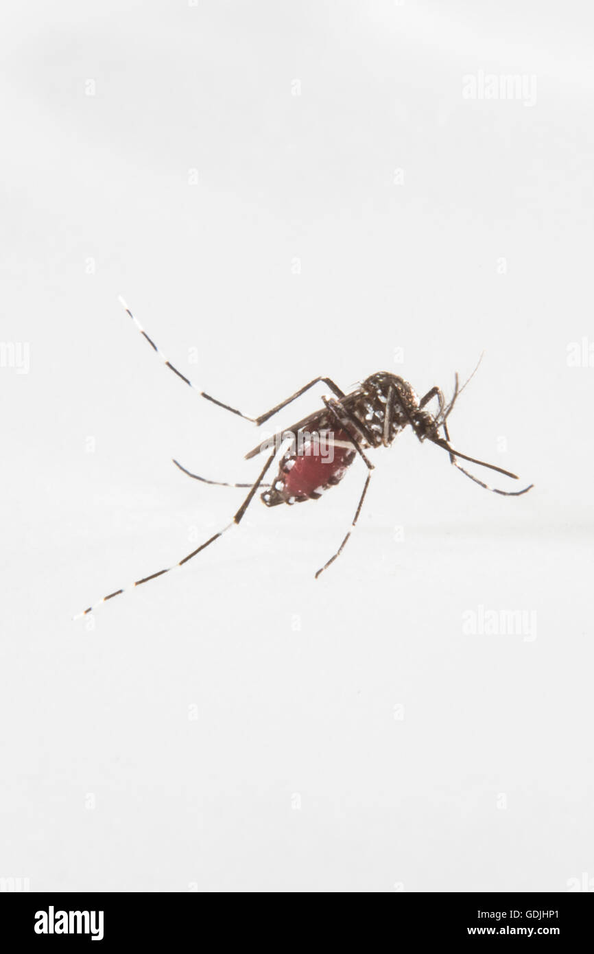 Den mosquito form Brazil Stock Photo