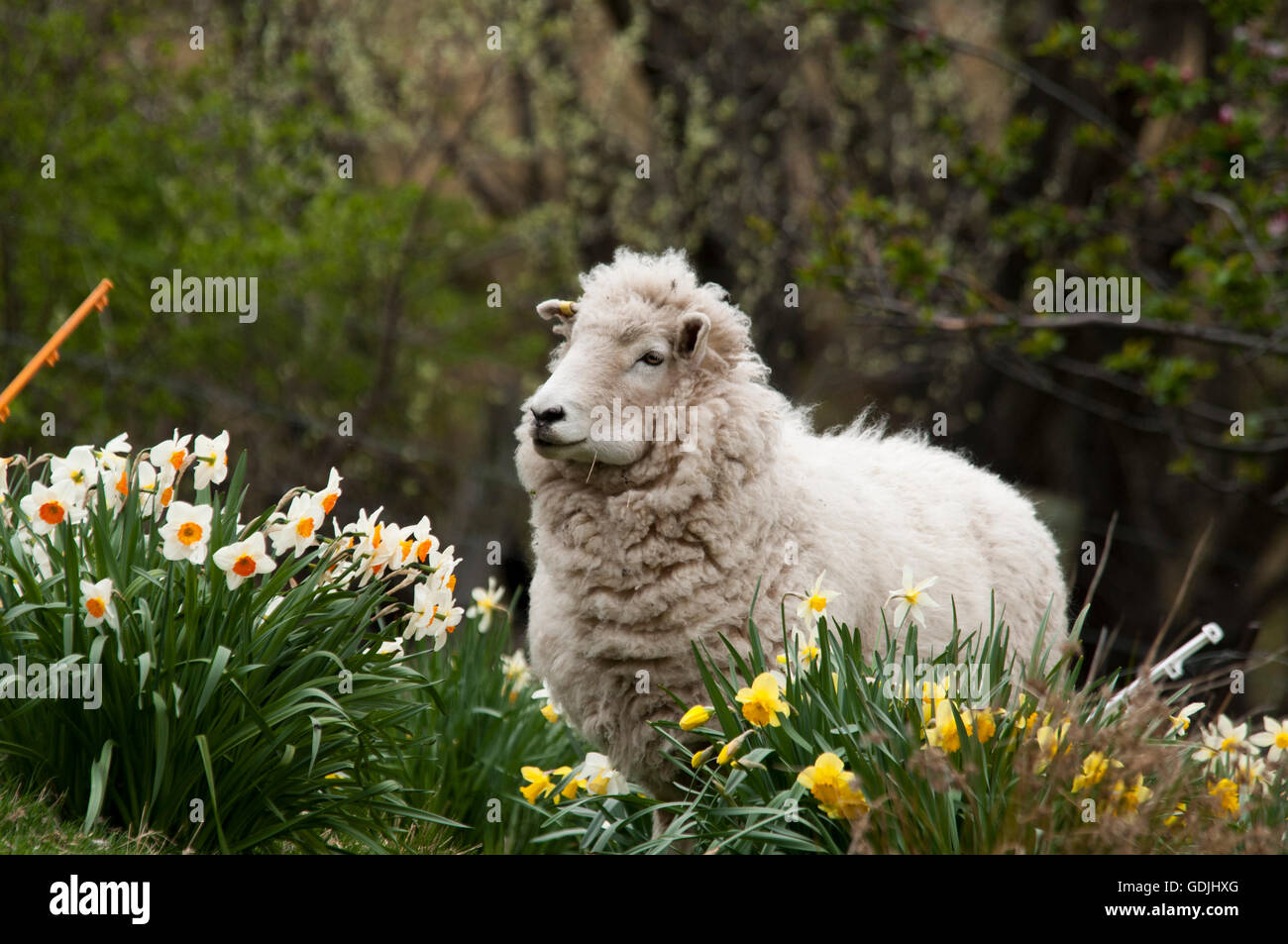 In the 21st century still a lot of sheep are farmed in rural New