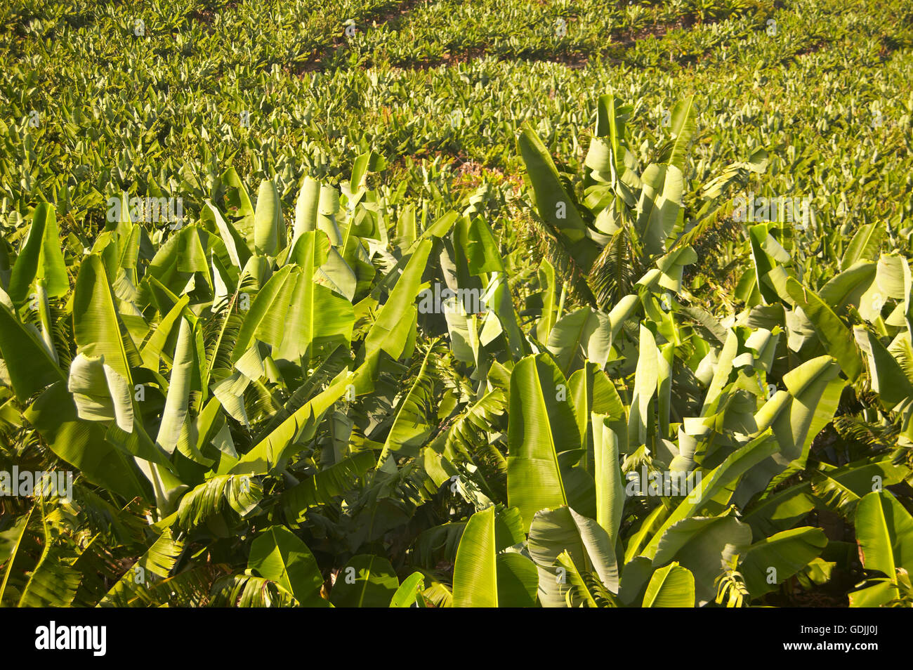 Banana plantation in La Palma. Canary Islands. Spain Stock Photo