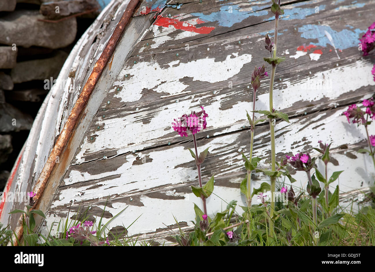 Red Campion (Silene Dioica) and upturned old boat, Sandwick, Mainland, Shetland Islands, UK Stock Photo