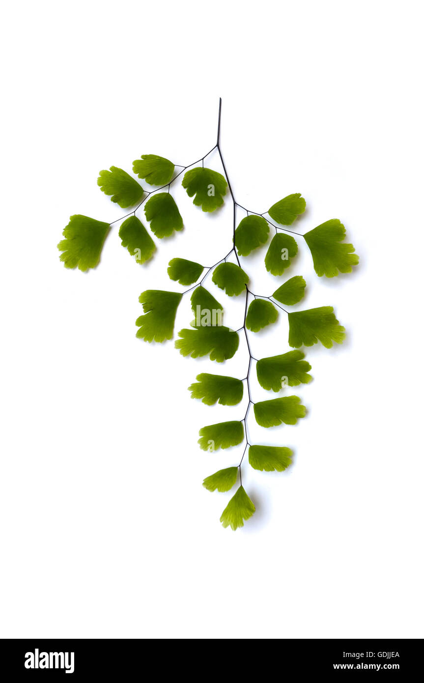 Maidenhair fern (Adiantum sp.) leaves on white background with soft shadow. It is used in herbal medicine as tea or syrup, for i Stock Photo