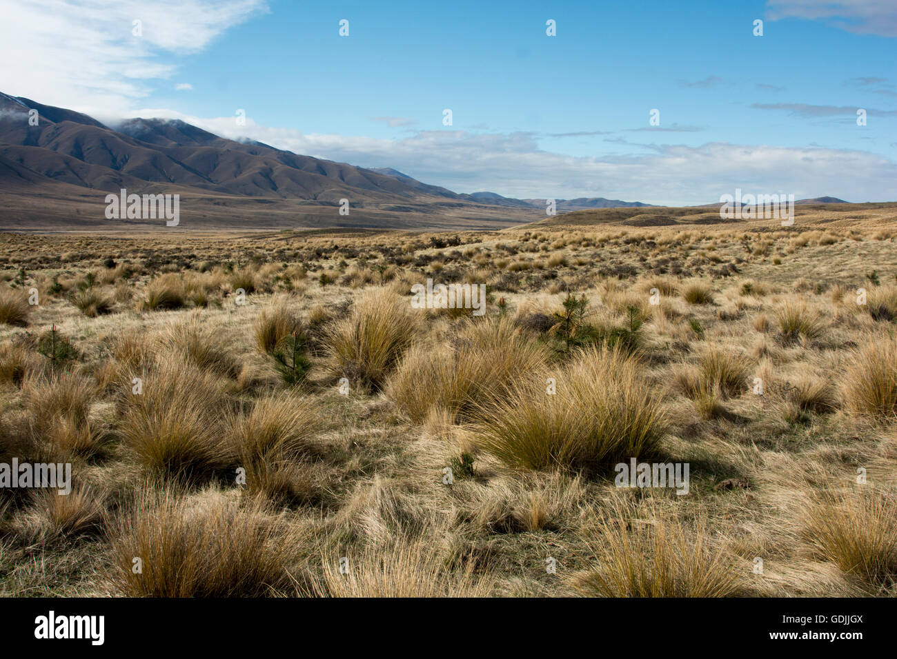 The Oteake Conservation Park protects the northernmost part of Central Otago with its tussock grass lands in a dry climate. Stock Photo
