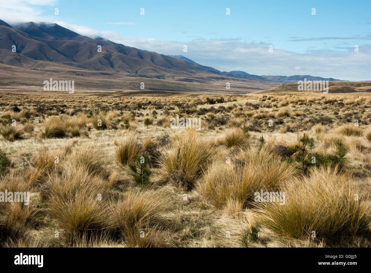 The Oteake Conservation Park protects the northernmost part of Central Otago with its tussock grass lands in a dry climate. Stock Photo