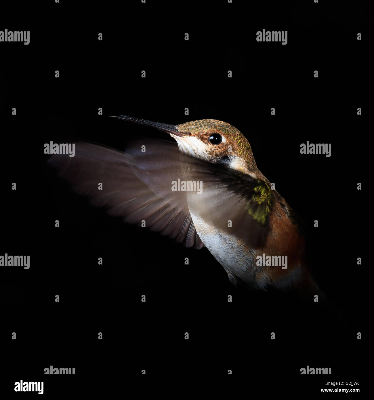 Male Rufous Hummingbird In Flight Rufous Hummingbird in Flight Stock Photo - Alamy