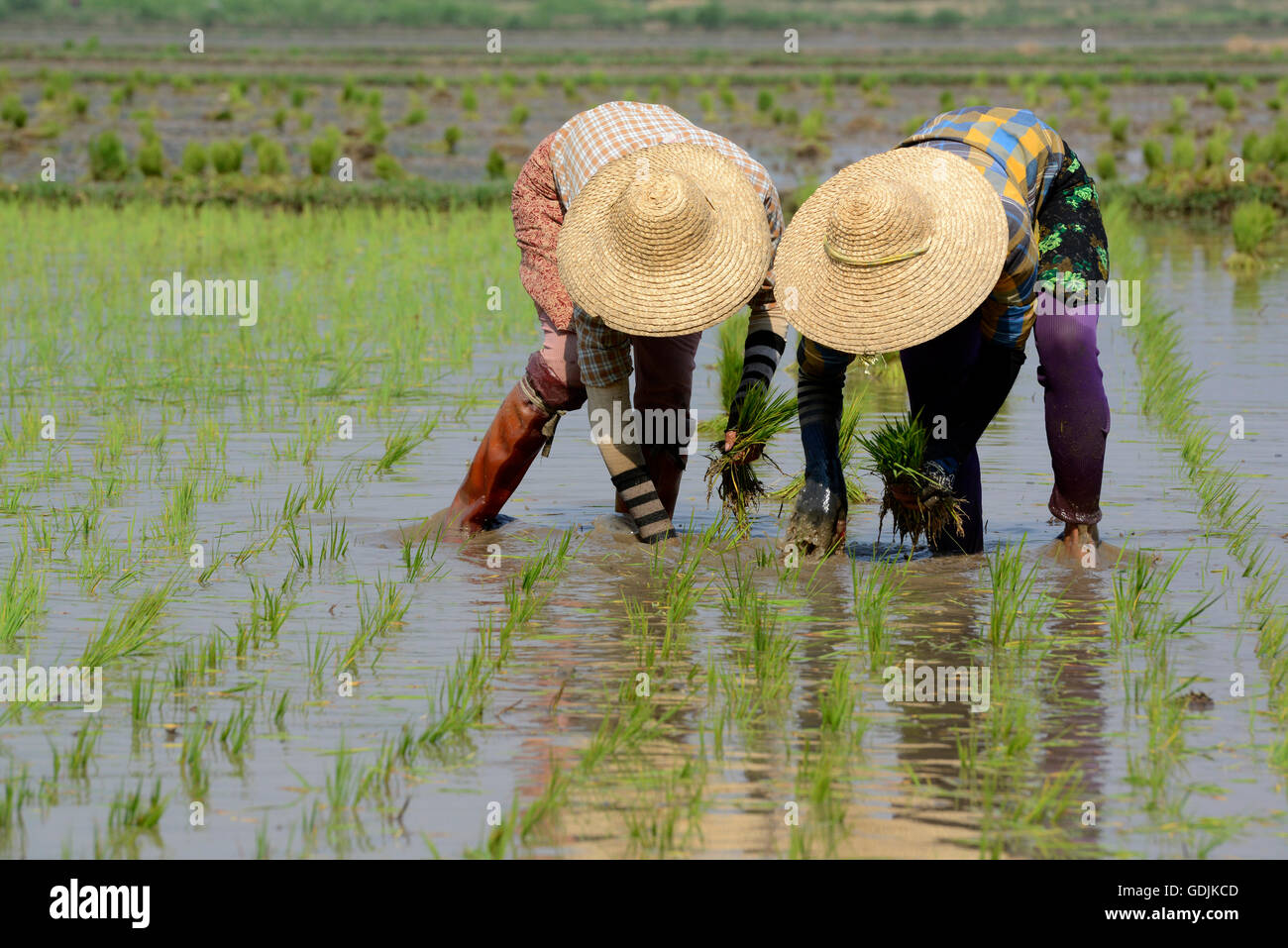 Rice farmers plant rice in a ricefield at the city of Nyaungshwe at the ...