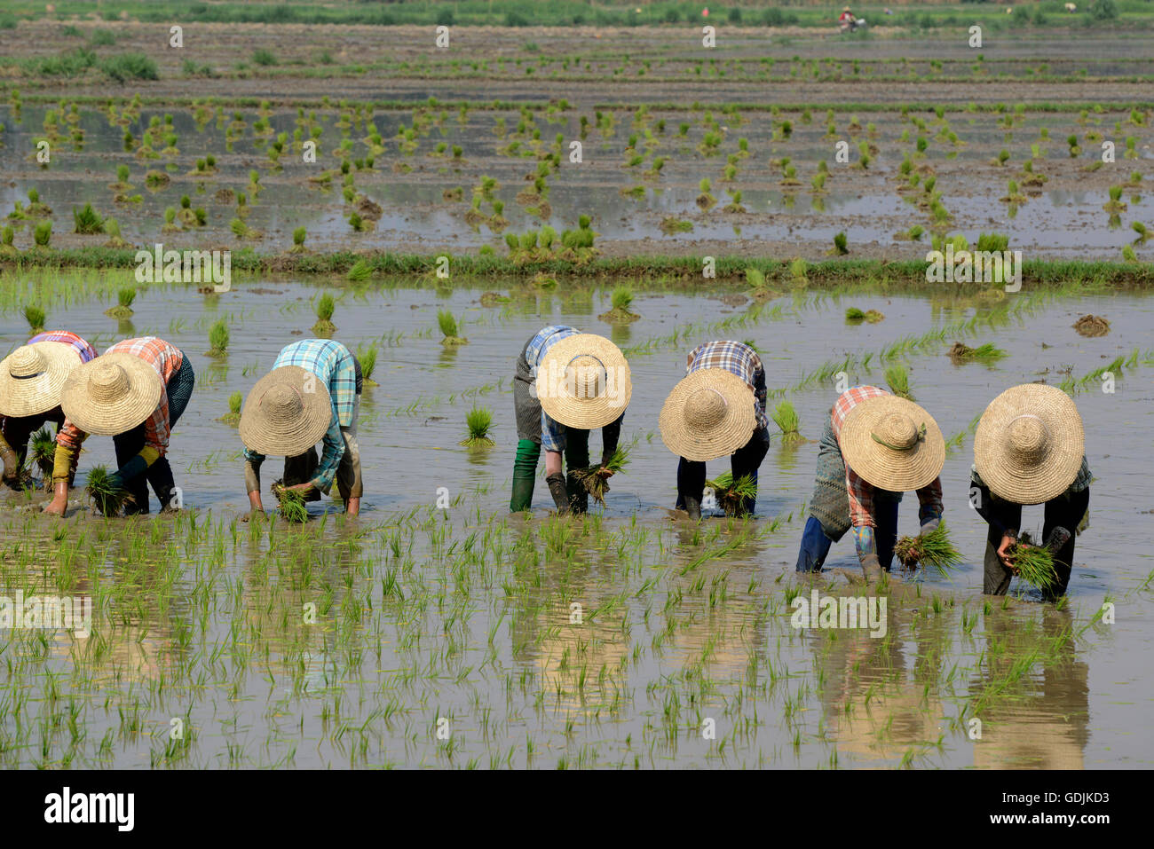 Rice farmers plant rice in a ricefield at the city of Nyaungshwe at the ...