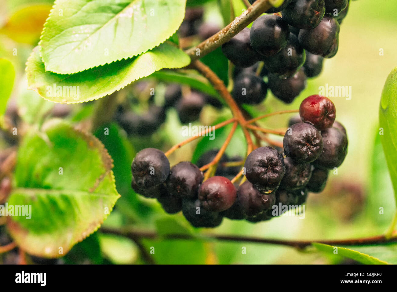 Ripe aronia berry fruit on the branch, selective focus Stock Photo