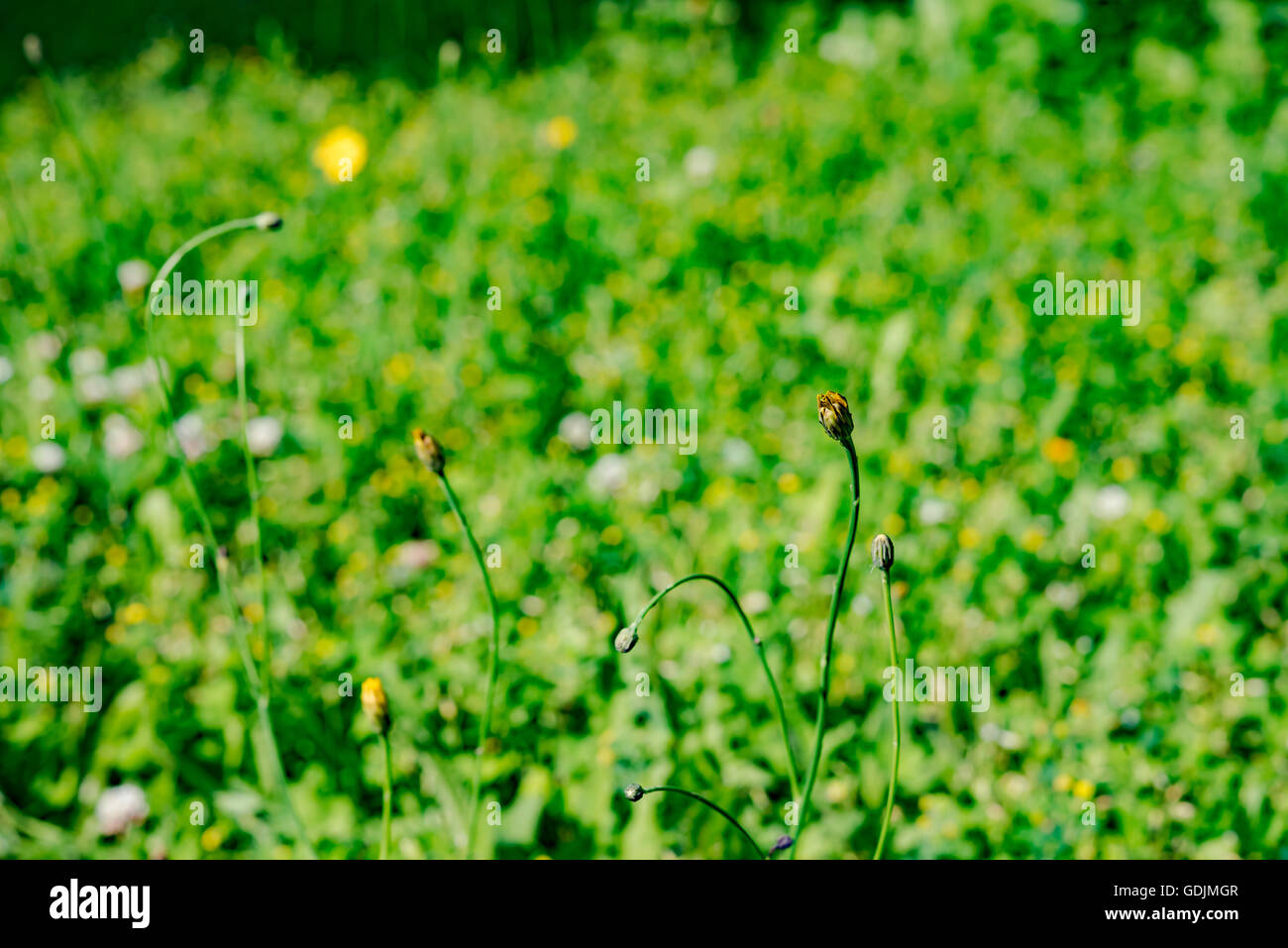 flowers blooming in spring farm field Stock Photo Alamy
