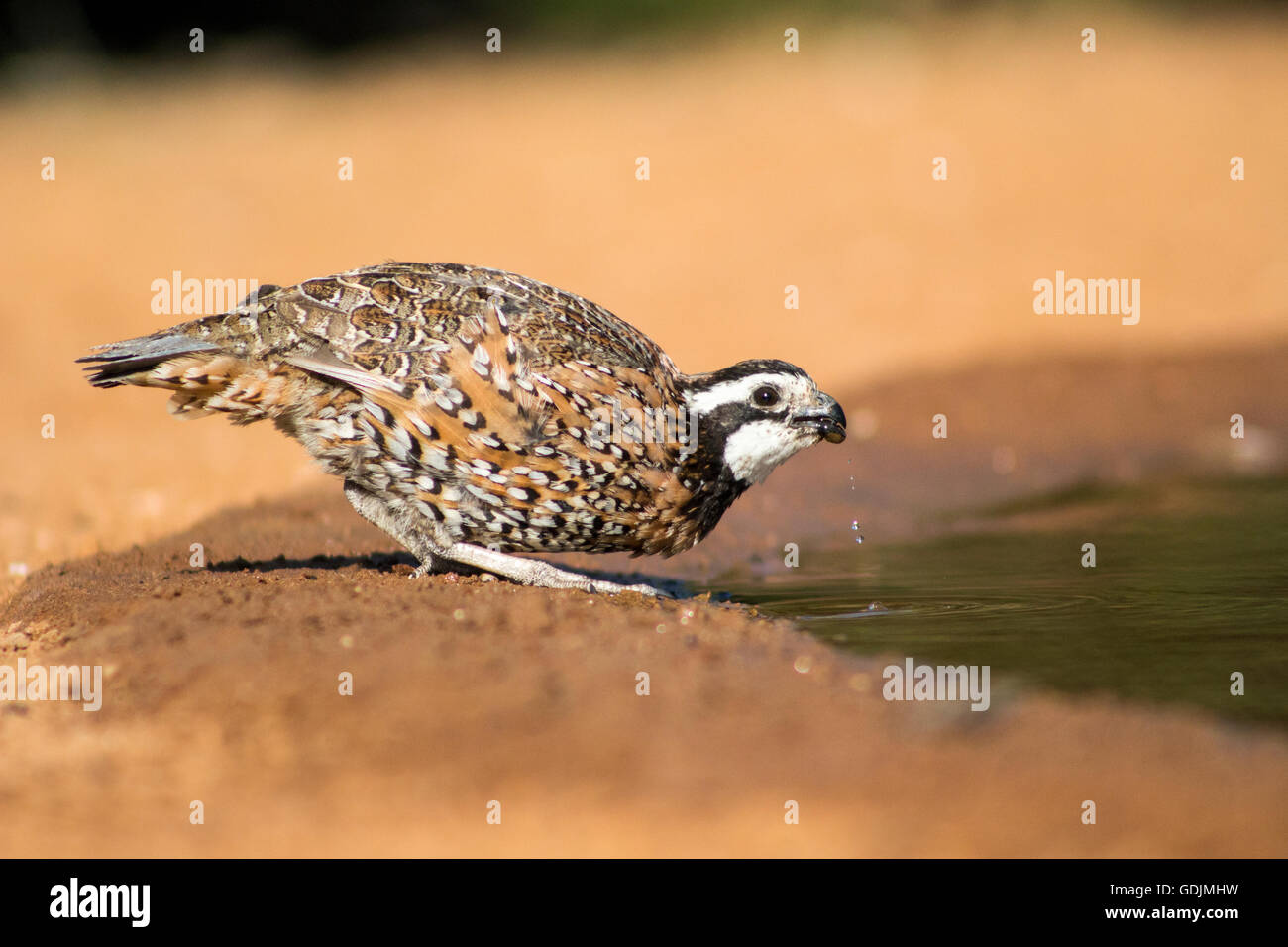 Northern Bobwhite Quail - Santa Clara Ranch, McCook, Texas, USA Stock