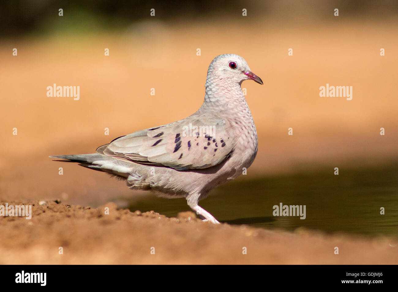 Common Ground-dove (Columbina passerina)  - Santa Clara Ranch, McCook, Texas, USA Stock Photo