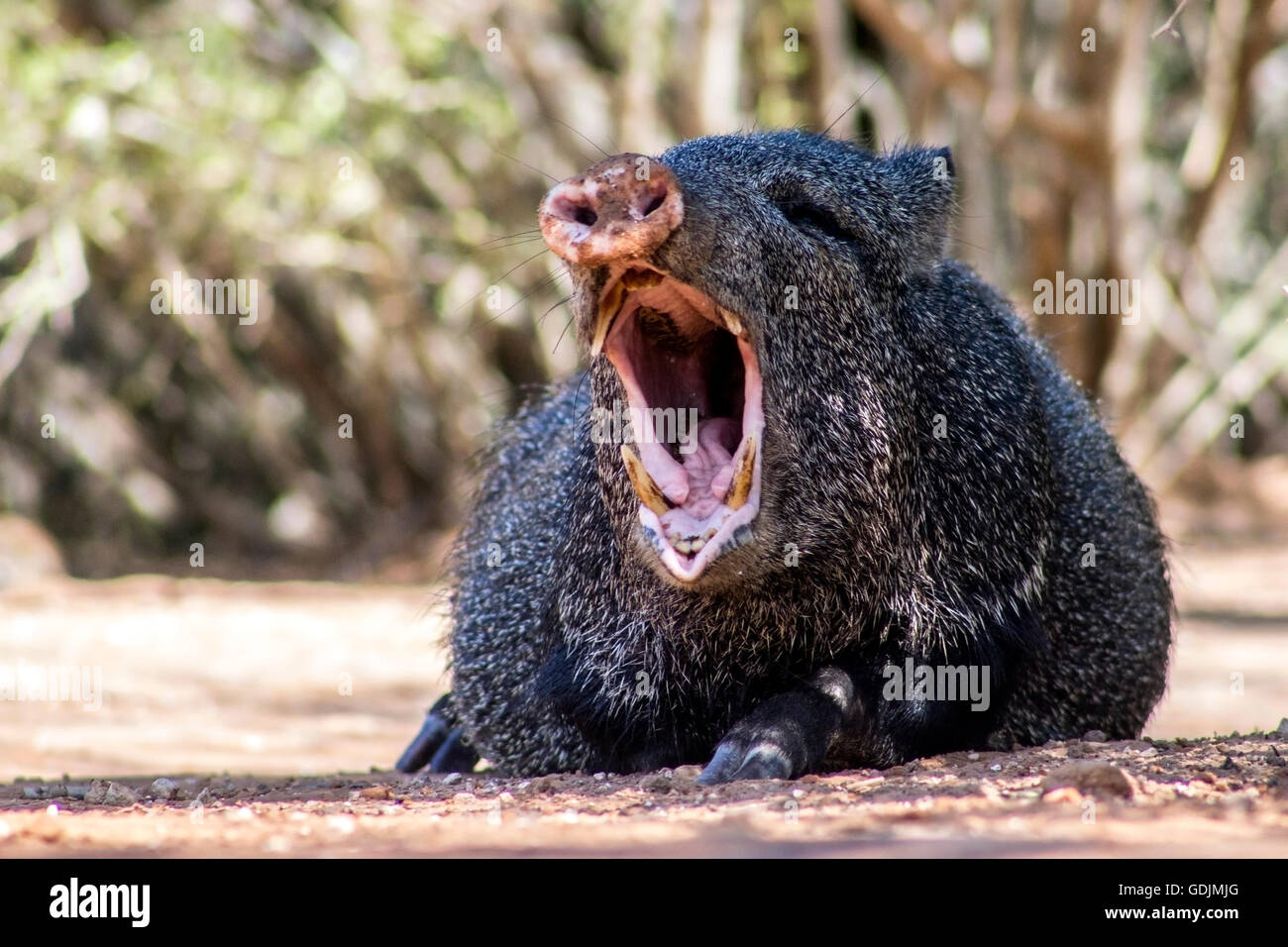 Javelina or Collared Peccary - Santa Clara Ranch; McCook, Texas, USA Stock Photo