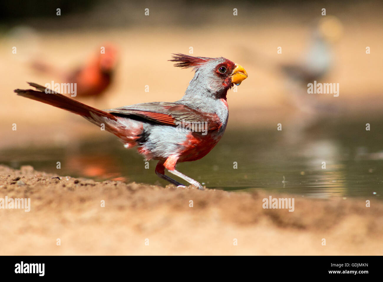 Pyrrhuloxia (Male) at waterhole - Santa Clara Ranch, McCook, Texas, USA Stock Photo