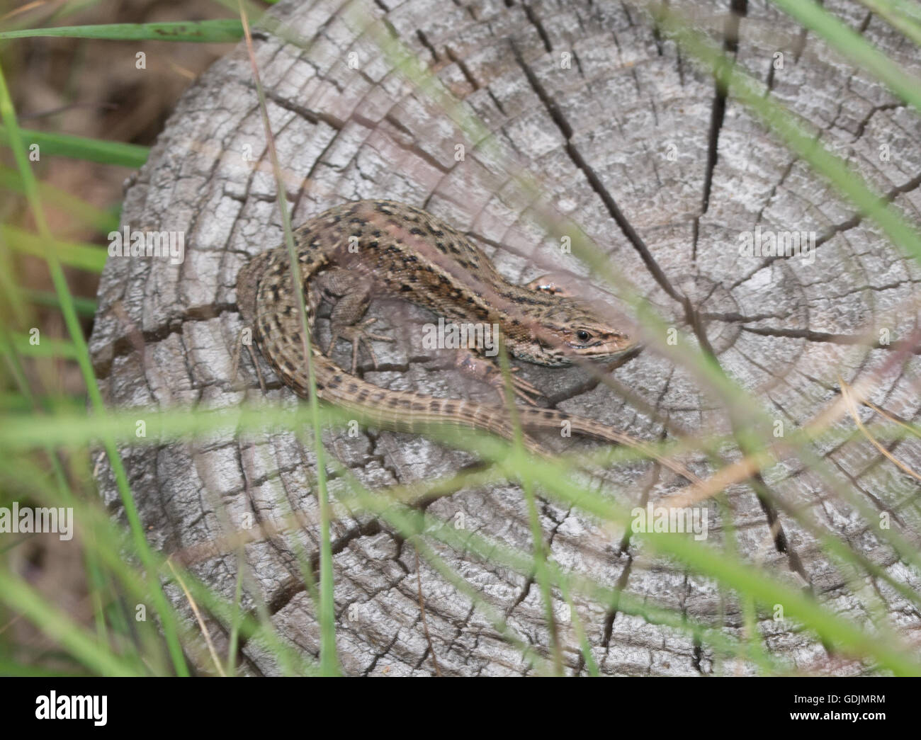 Common or viviparous lizard (Zootoca vivipara) with double tail Stock Photo
