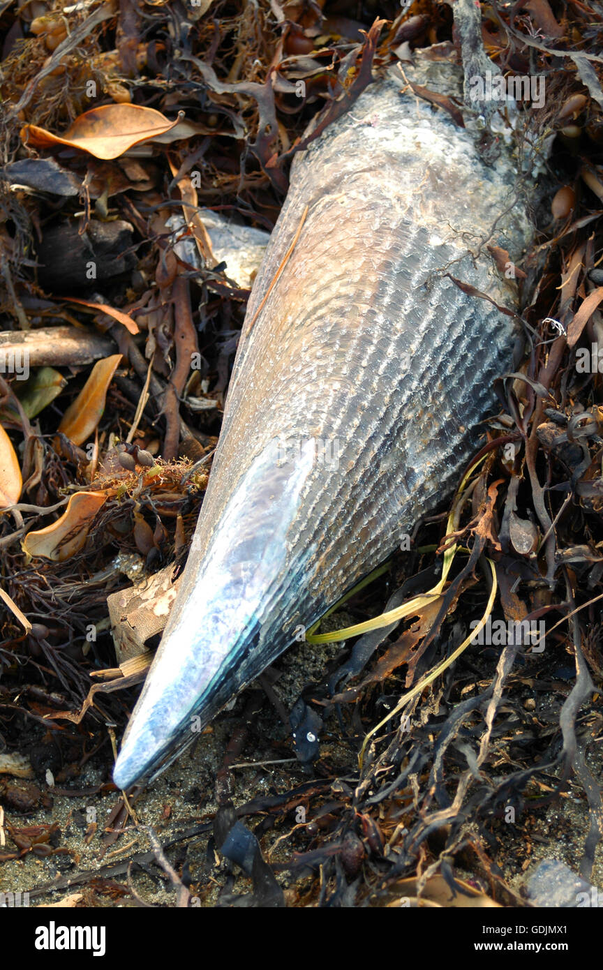 Shell of horse mussel on beach Stock Photo