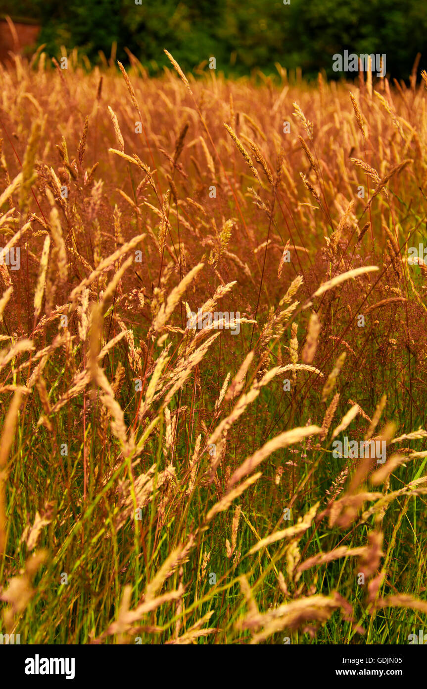 Grass field with flowing stems, Stock Photo