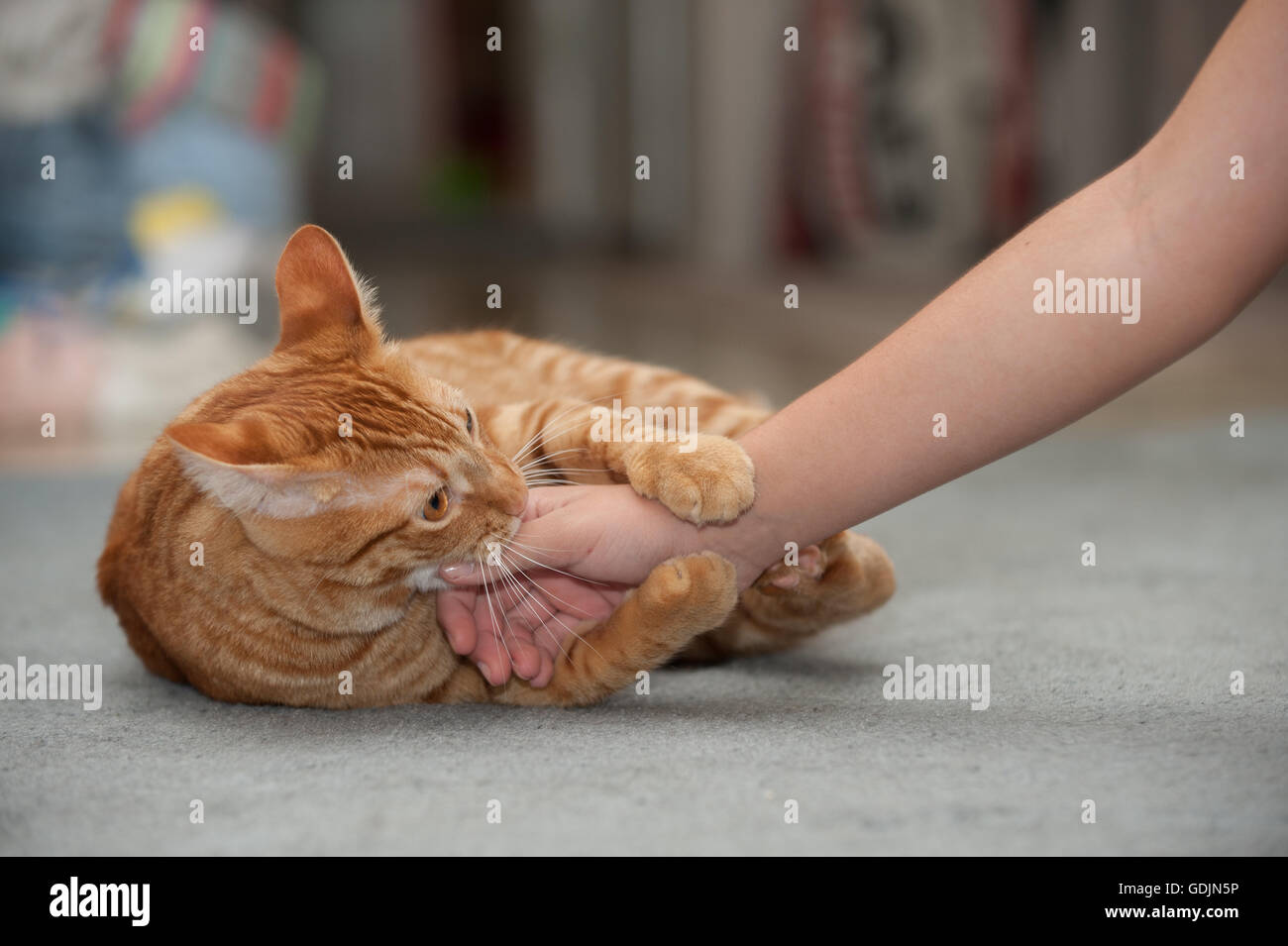 Orange Tabby cat playfully biting and clawing hand Stock Photo Alamy