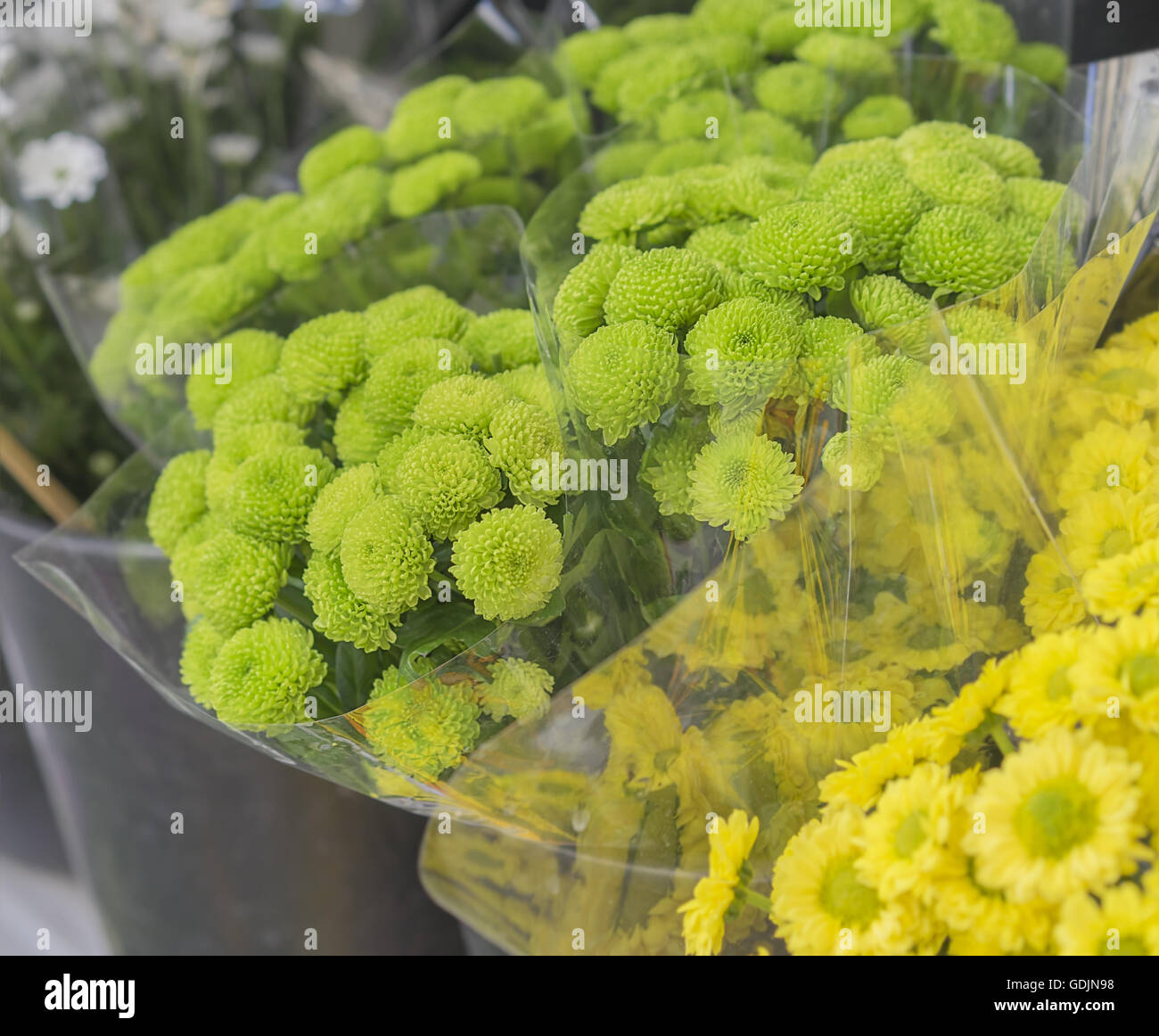 Fresh green flowers, bunches of green and yellow Chrysanthemums at Flower Market Stock Photo