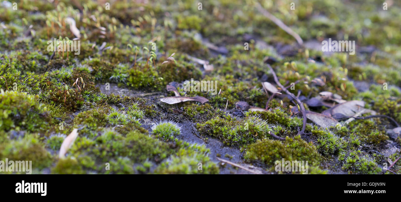 Green wet moss growing on stone mossy surface background image with blur bokeh Stock Photo