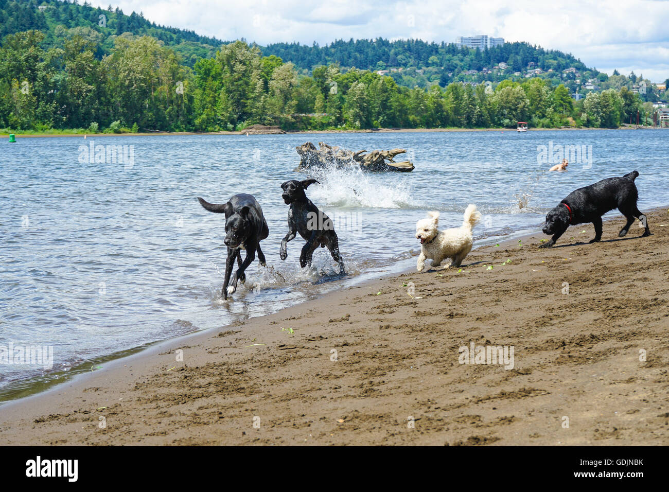 Dogs having fun at the River Stock Photo