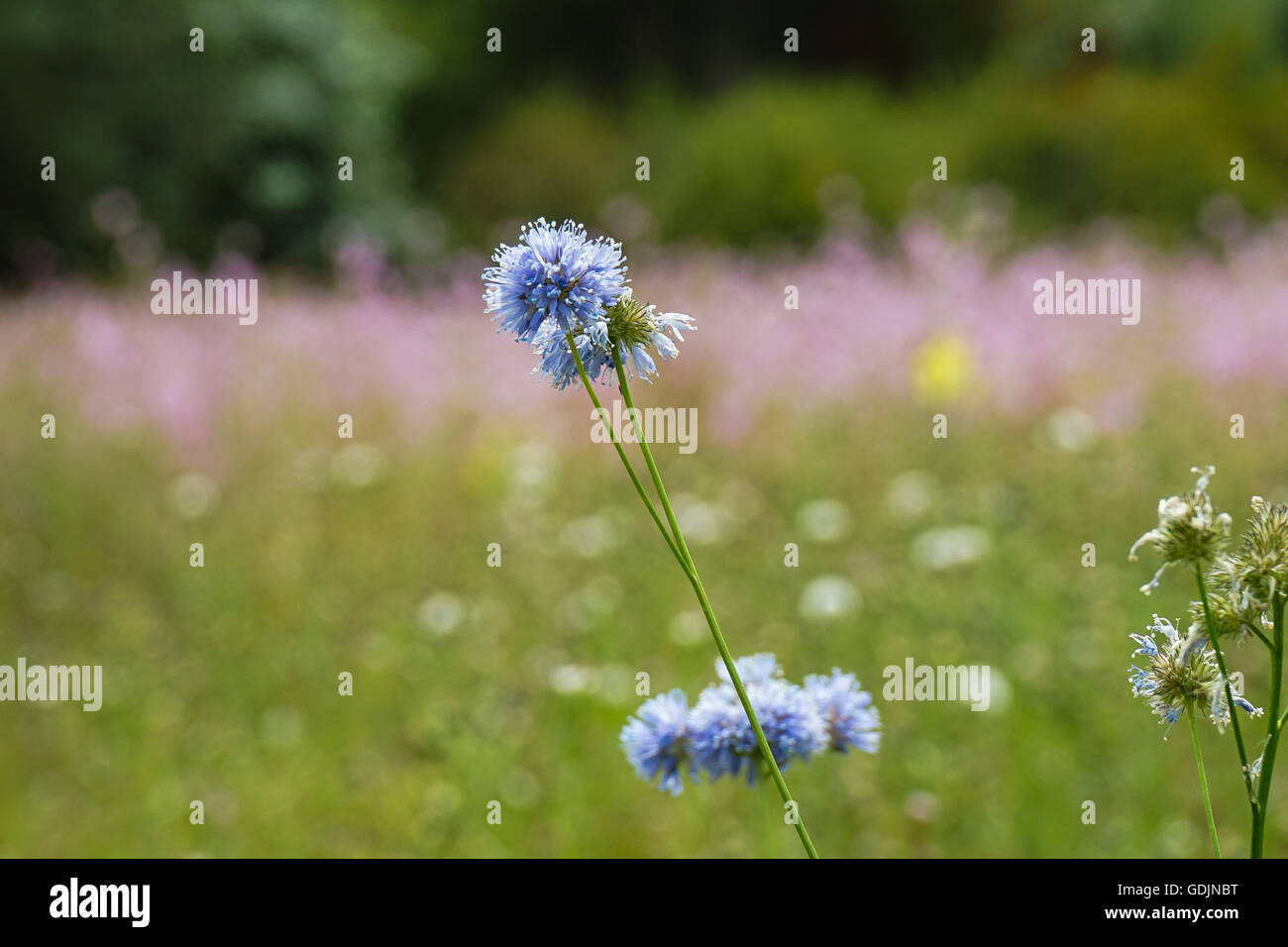 Pretty blue wildflower in prairie Stock Photo - Alamy