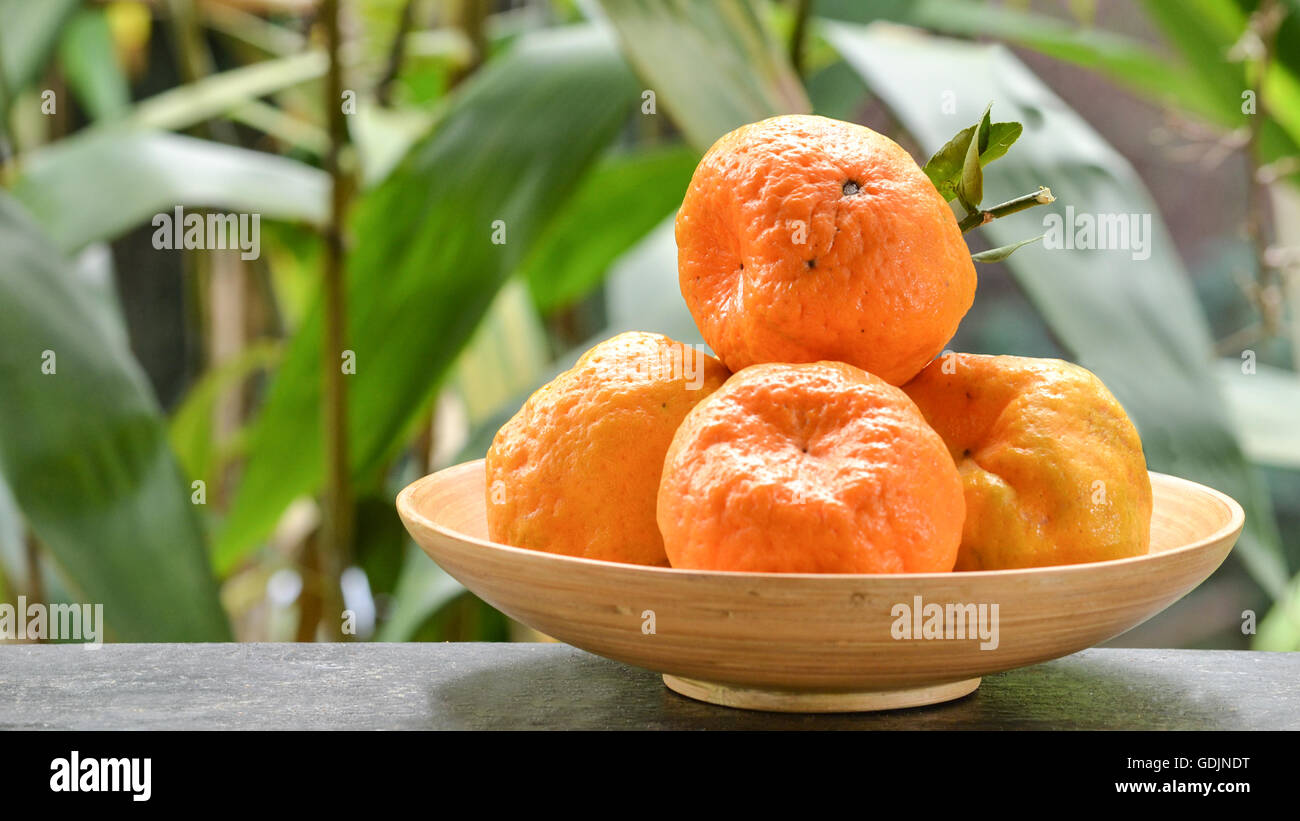 Group of organic mandarin fruit whole  variety Ponkan in wooden basket showing signs of insect damage Stock Photo