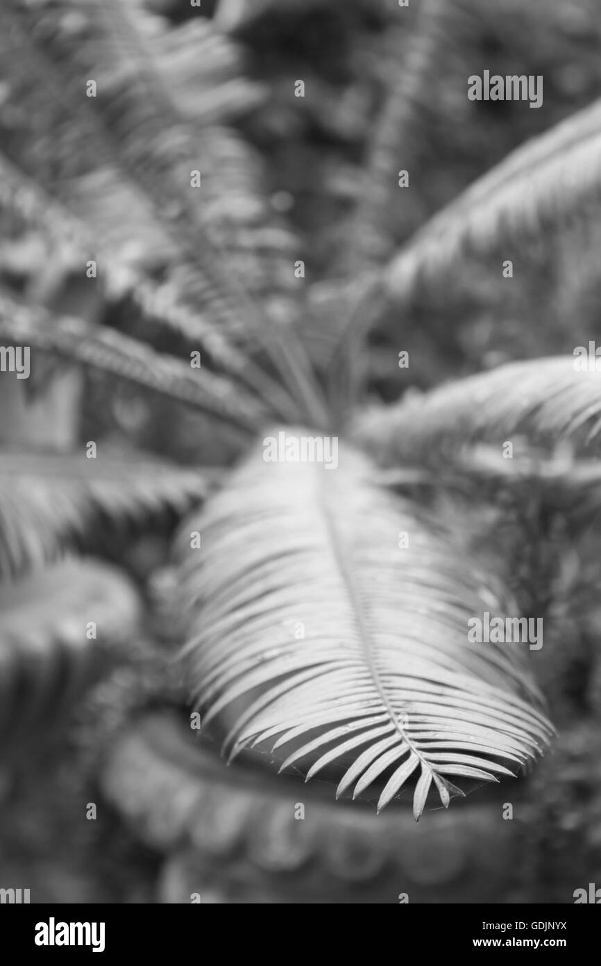 Green leaves in home garden with black and white filter Stock Photo