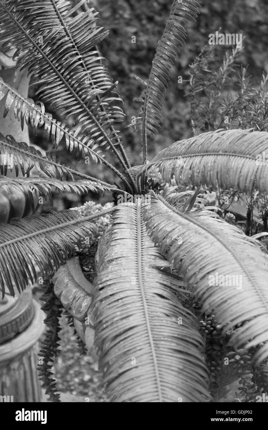 Dynamic leaves Black and White Stock Photos & Images - Alamy