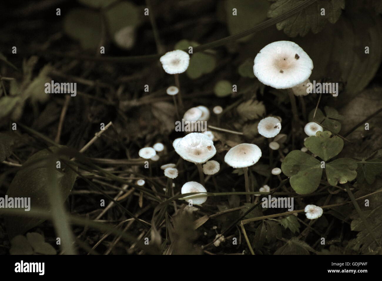 White mushrooms with sepia effect. Stock Photo
