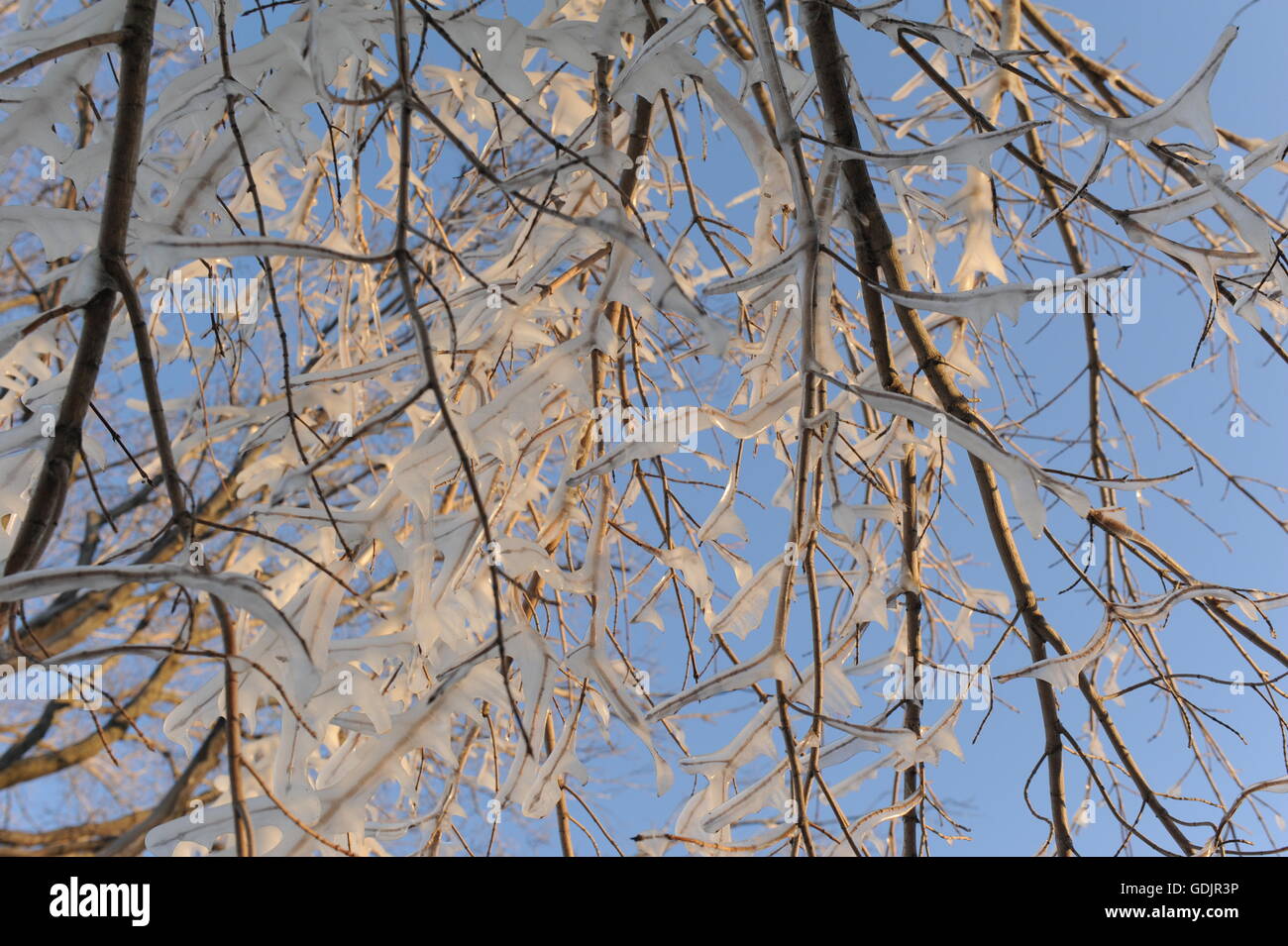 Leaves of ice on frozen branches in a tree on the lake front Stock ...
