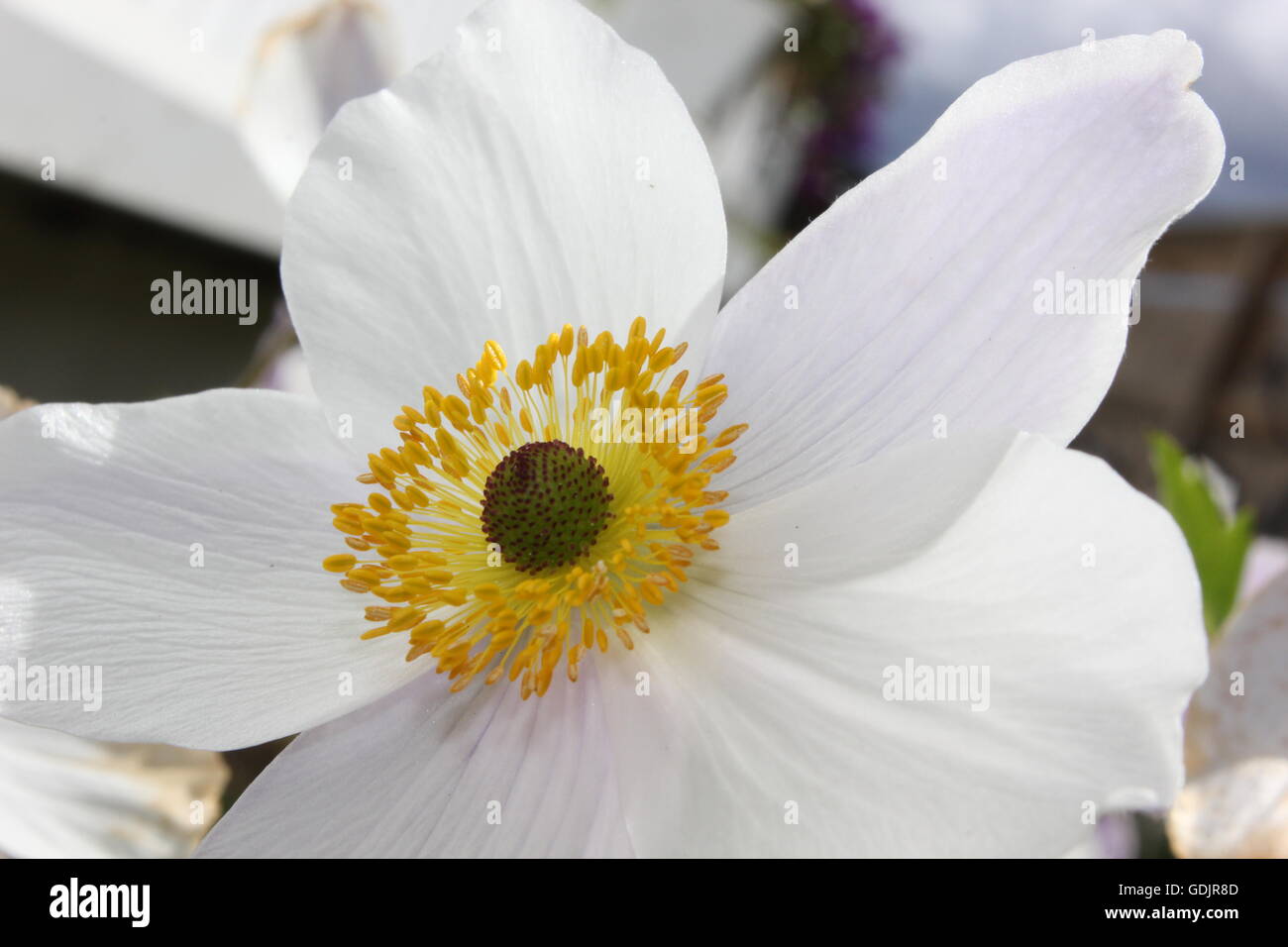 white anemone Stock Photo