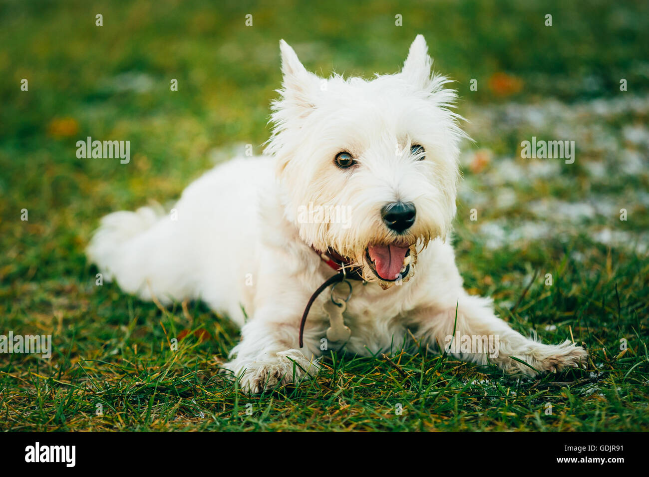 West Highland White Terrier - Westie, Westy Dog Sit in Grass Stock Photo
