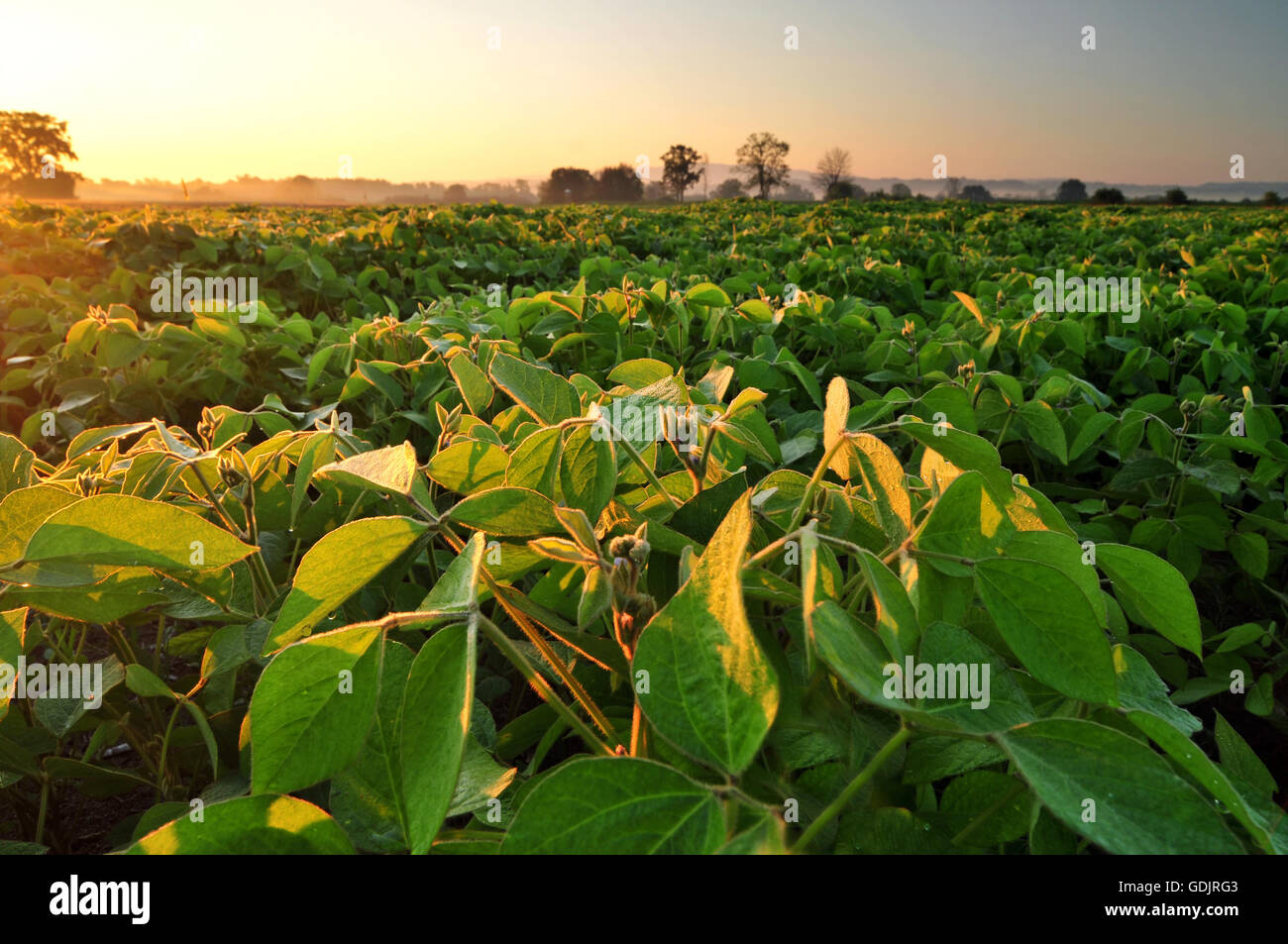 Soybean plant hi-res stock photography and images - Alamy