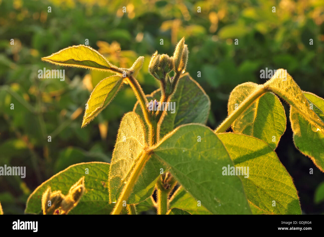Close up photo of a soybean plant Stock Photo