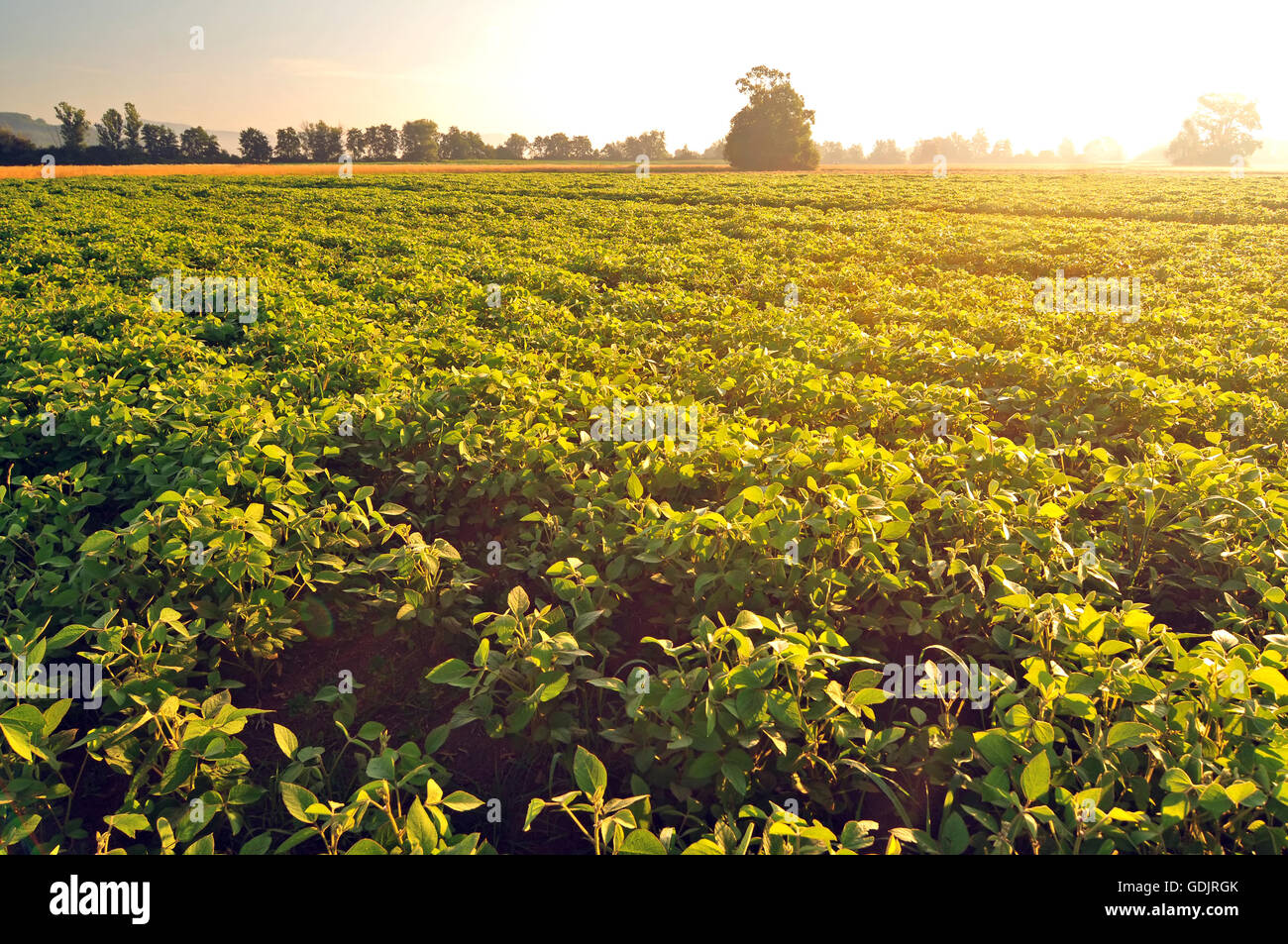 Soybean early growth hi-res stock photography and images - Alamy