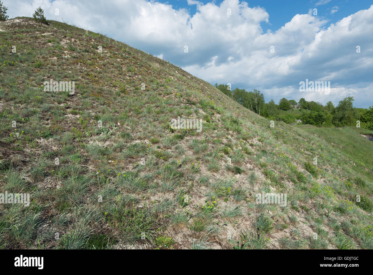 Steppe vegetation dominated by Festuca pallens near Kremenets (Ternopil region, Ukraine) Stock Photo