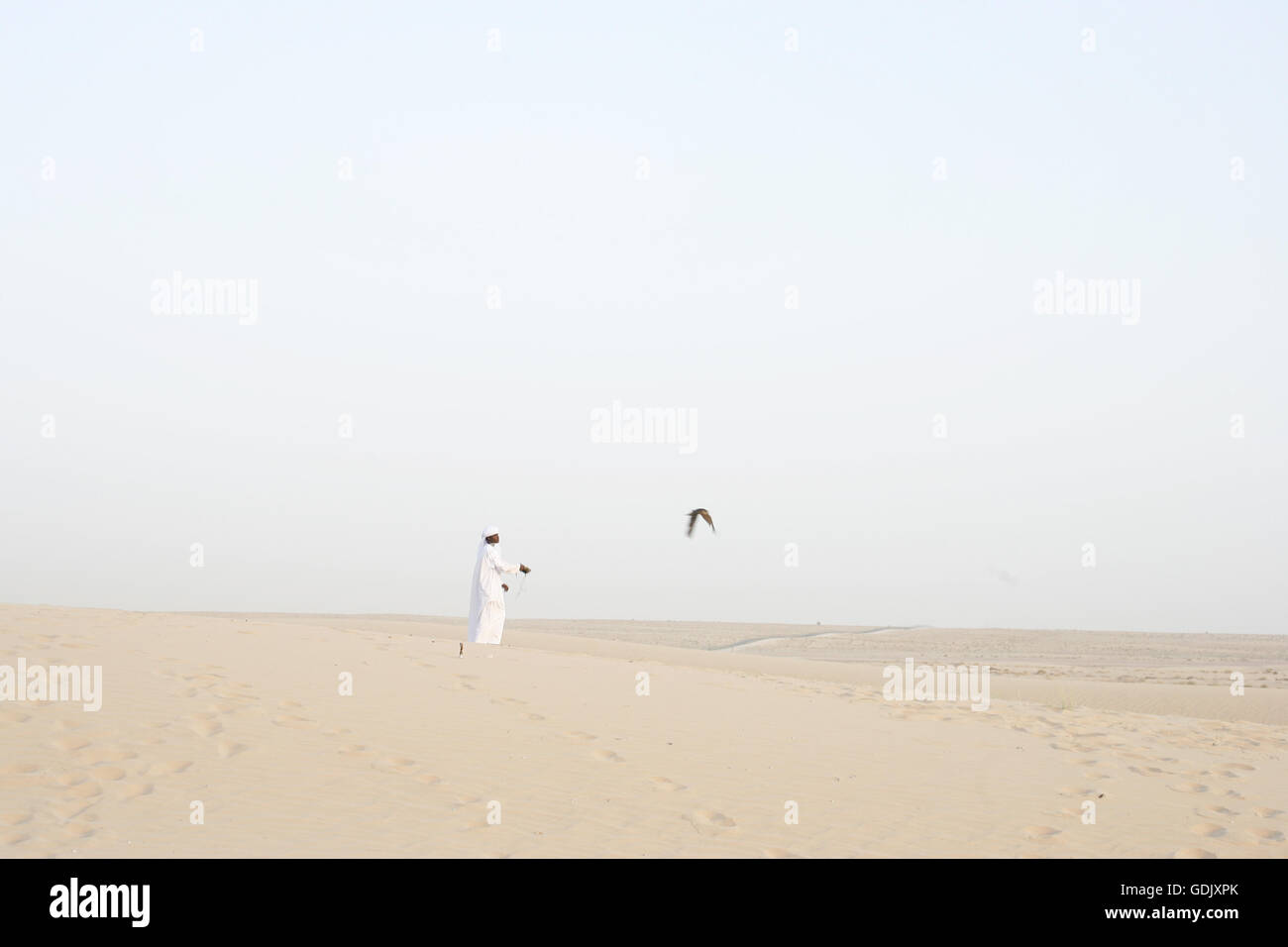 Emirati man hunting with his falcon in Dubai desert, United Arab