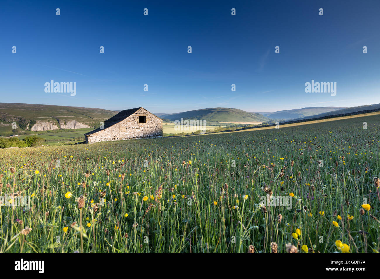 A traditional hay meadow and barn, early summer, in the Yorkshire Dales National Park, England, UK Stock Photo