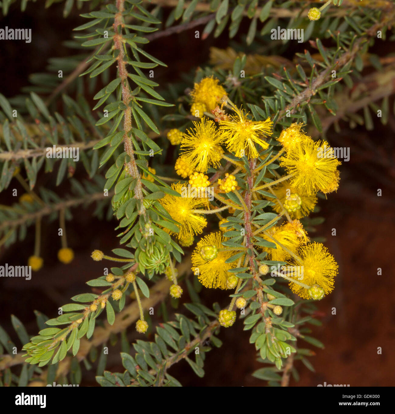Cluster of vivid yellow acacia / wattle flowers and bright green leaves of native shrub in outback Australia Stock Photo