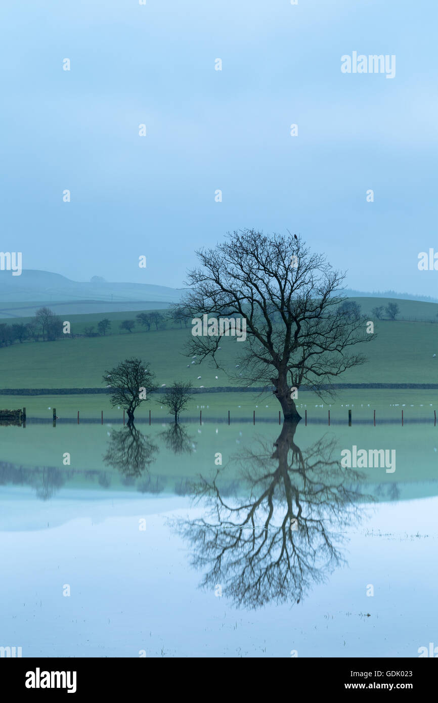 Trees and farmland reflected in January 2016 flood water, Carleton in Craven, Skipton, Yorkshire Stock Photo