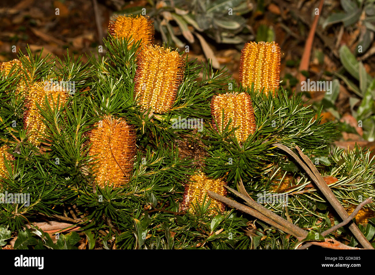 Panoramic image of cluster of spectacular vivid orange flowers and dark green leaves of Australian native plant Banksia spinulosa 'Bush Candles' Stock Photo