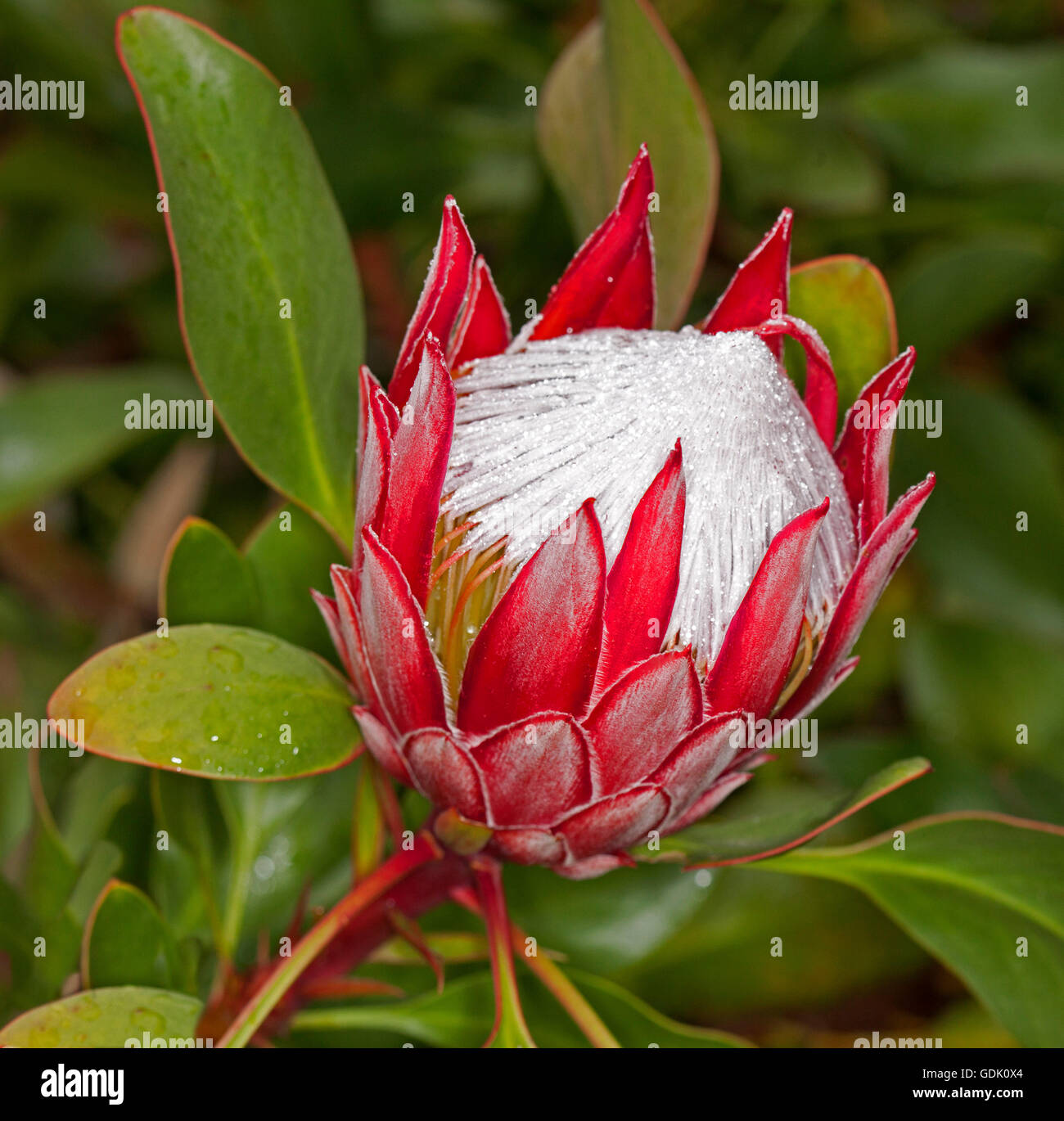 Spectacular large vivid red and white flower and glossy green leaves of Protea cynaroides, king protea on dark green background Stock Photo