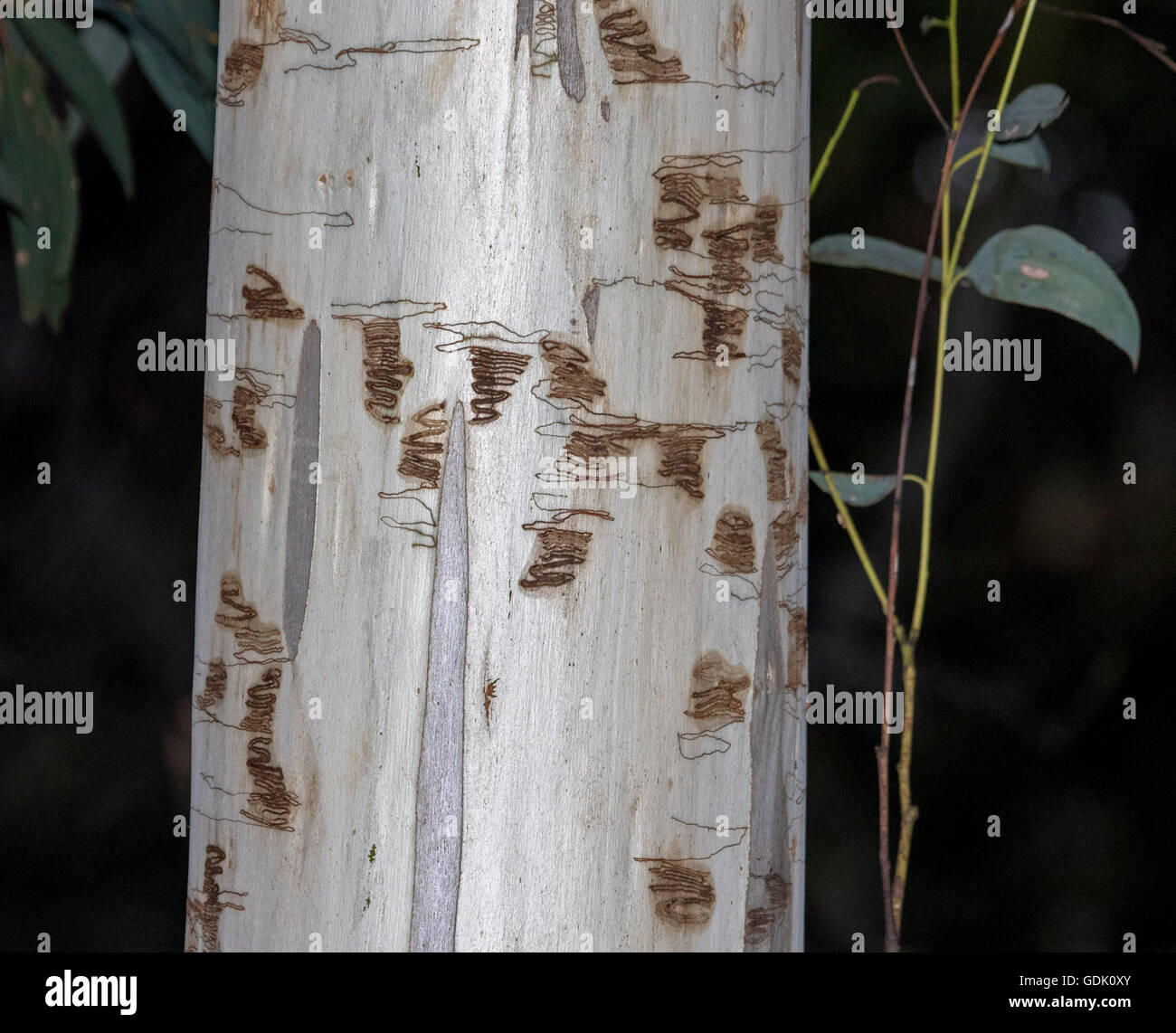 Scribbly Gum Tree High Resolution Stock Photography and Images - Alamy