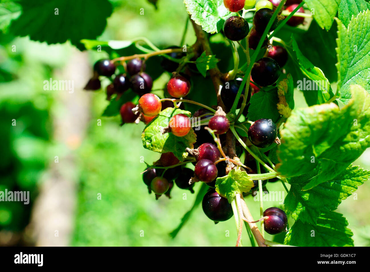 BLACK CURRANT'S RIPENING Stock Photo