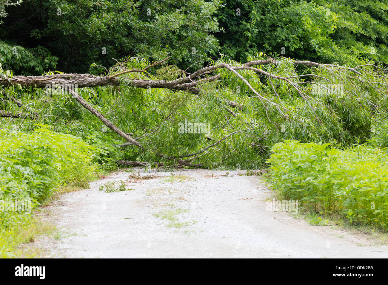 Tree down across road hires stock photography and images Alamy
