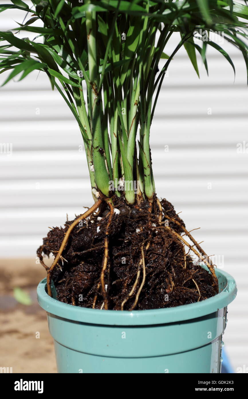 black.zz plant ZZ Plant  Liberty Landscape Supply